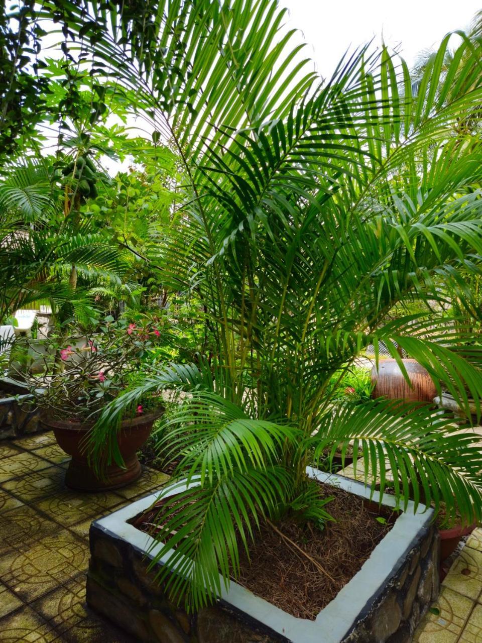 Homestay Bao Binh Bến Tre Ngoại thất bức ảnh